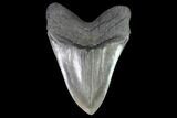 Serrated, Fossil Megalodon Tooth - Giant Meg Tooth #91195-1